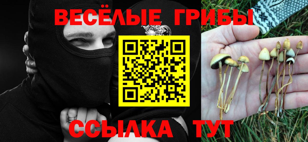 Псилоцибиновые грибы Psilocybe Калининград